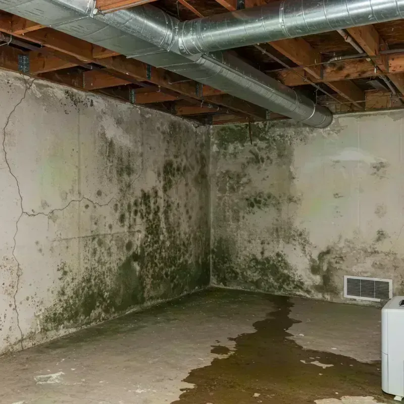 Professional Mold Removal in Jal, NM